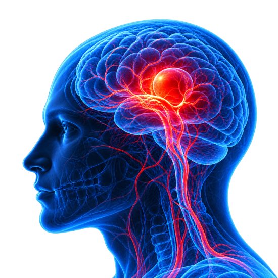Neon Brain Vascular X-Ray Profile